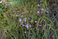 Campanula lyrata