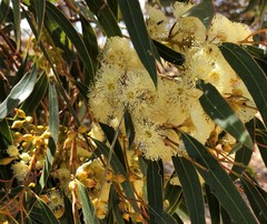 Eucalyptus socialis