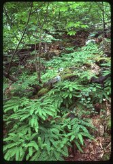 Adiantum aleuticum aleuticum