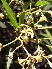 Parsonsia brownii