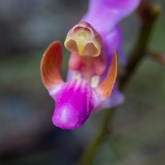 (c) Gerard Chartier, some rights reserved (CC BY) Phalaenopsis pulcherrima, photograph (c) Gerard Chartier, some rights reserved (CC BY)