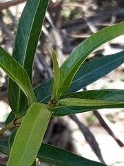 Parsonsia brownii