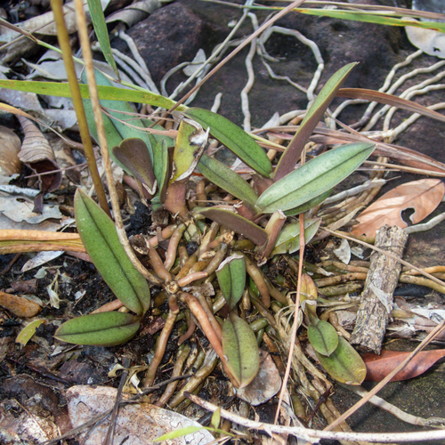 Phalaenopsis pulcherrima, photograph 5