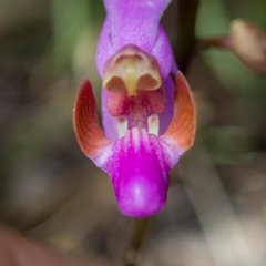 (c) Gerard Chartier, some rights reserved (CC BY) Phalaenopsis pulcherrima, photograph (c) Gerard Chartier, some rights reserved (CC BY)