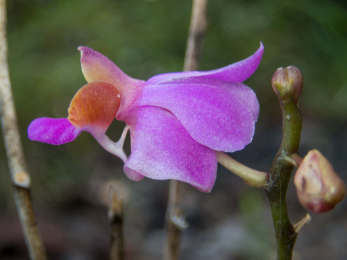 Phalaenopsis pulcherrima, photograph 4