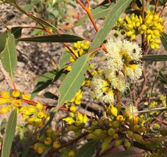 Eucalyptus socialis