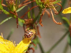 Paropsisterna obliterata