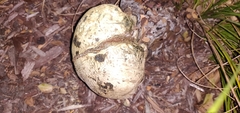 Pisolithus tinctorius