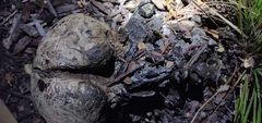 Pisolithus tinctorius