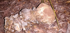 Pisolithus tinctorius