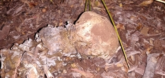 Pisolithus tinctorius