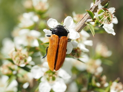 Castiarina rufipennis