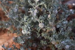 Dissocarpus paradoxus