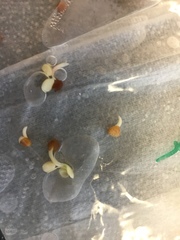 Raphanus sativus longipinnatus