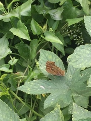 Polygonia c-aureum lunulata