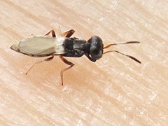 Calosotinae