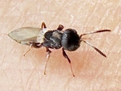 Calosotinae