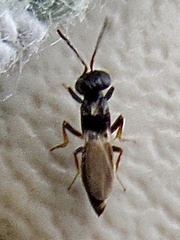 Calosotinae