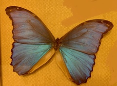 Morpho menelaus didius