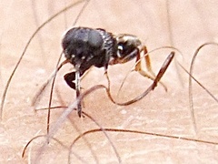 Calosotinae