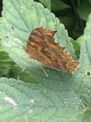 Polygonia c-aureum lunulata