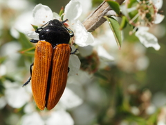 Castiarina rufipennis