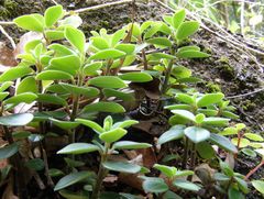 Peperomia pitcairnensis