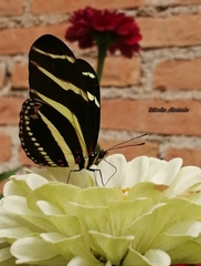 Heliconius charithonia vazquezae