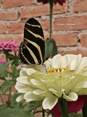 Heliconius charithonia vazquezae