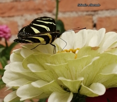 Heliconius charithonia vazquezae