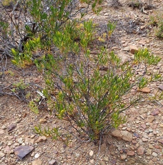 Pteronia flexicaulis
