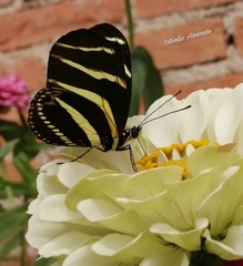 Heliconius charithonia vazquezae