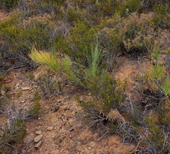 Anginon swellendamense