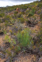 Anginon swellendamense