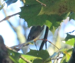 Leiothlypis peregrina