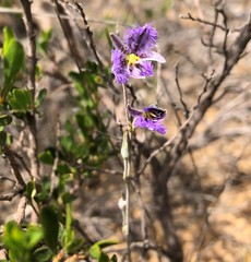 Thysanotus baueri