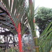 Red Sealing Wax Palm - Photo (c) onidiras-iNaturalist, some rights reserved (CC BY-NC), uploaded by onidiras-iNaturalist