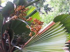 Licuala peltata