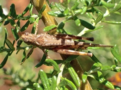 Chortoicetes terminifera