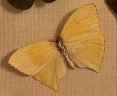 Phoebis neocypris rurina