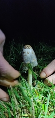 Coprinus comatus