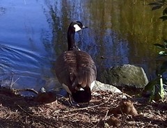 Branta canadensis