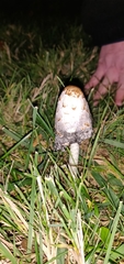 Coprinus comatus