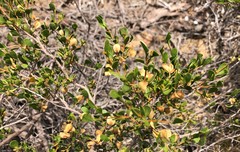 Dodonaea bursariifolia