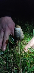 Coprinus comatus