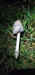 Coprinus comatus
