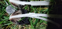 Coprinus comatus