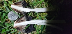 Coprinus comatus