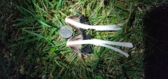 Coprinus comatus