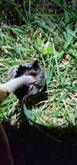 Coprinus comatus